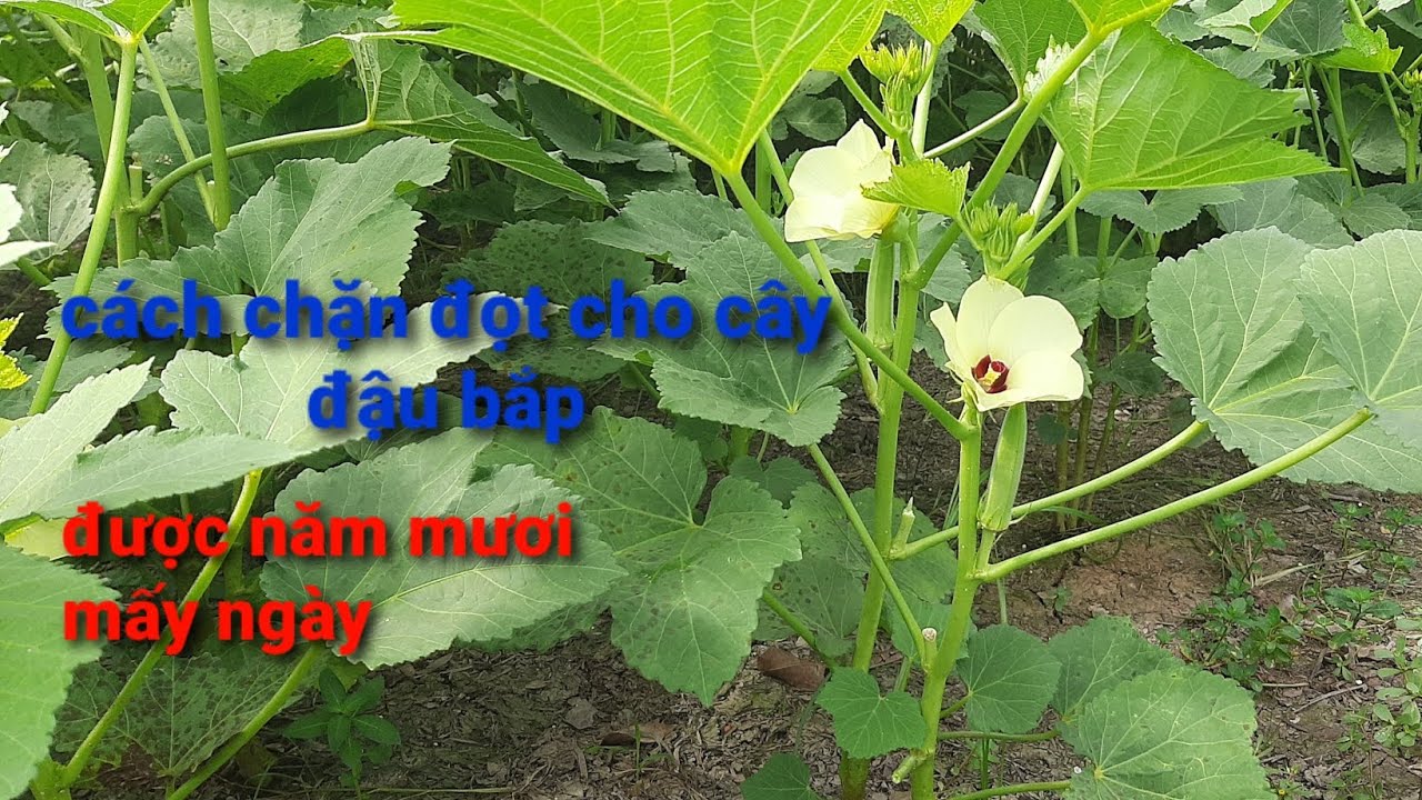 Chia sẽ trồng cây đậu bắp 