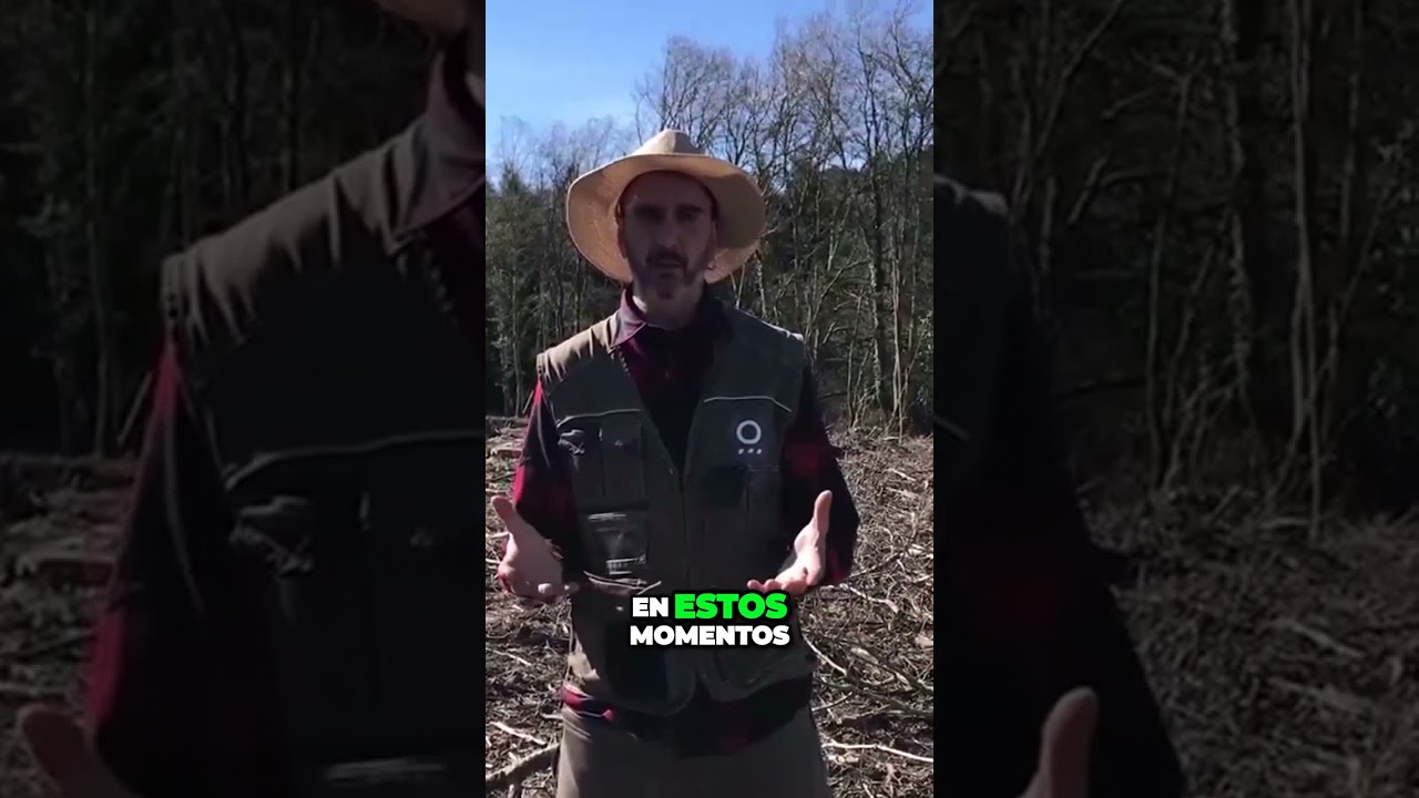 El eucalipto en Galicia es un cultivo que contribuye a crear desiertos en terrenos ricos
