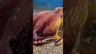 Octopus Cleans Shell Home 🐙🌊 #calmrelaxwithnature