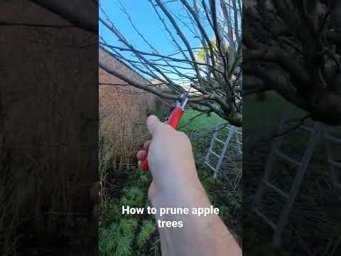 Video: Sådan beskærer du æbletræer om efteråret: råd fra erfarne gartnere