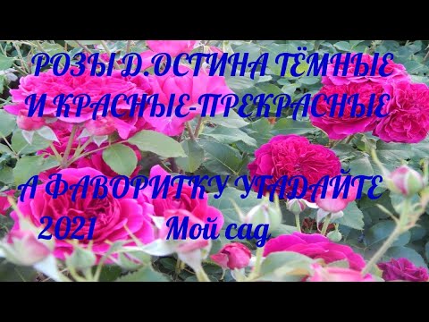 ТЁМНЫЕ И КРАСНЫЕ