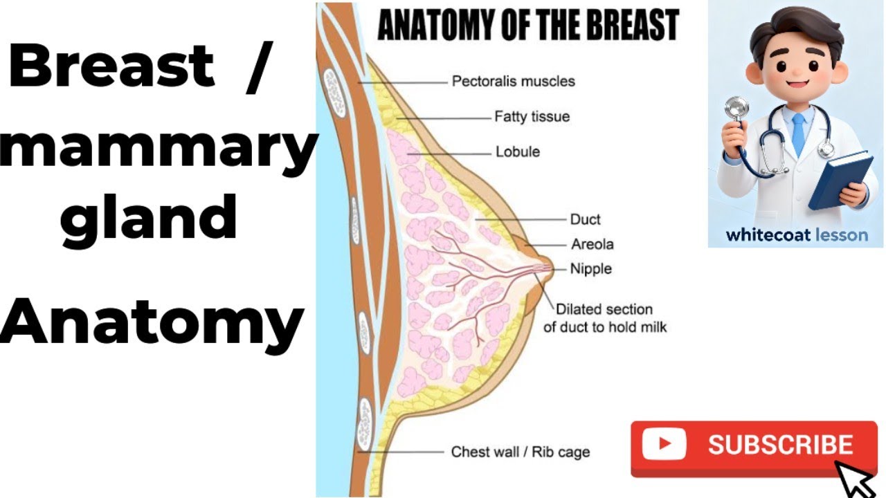 Anatomy of Breast in Hindi | Complete Explanation | MBBS