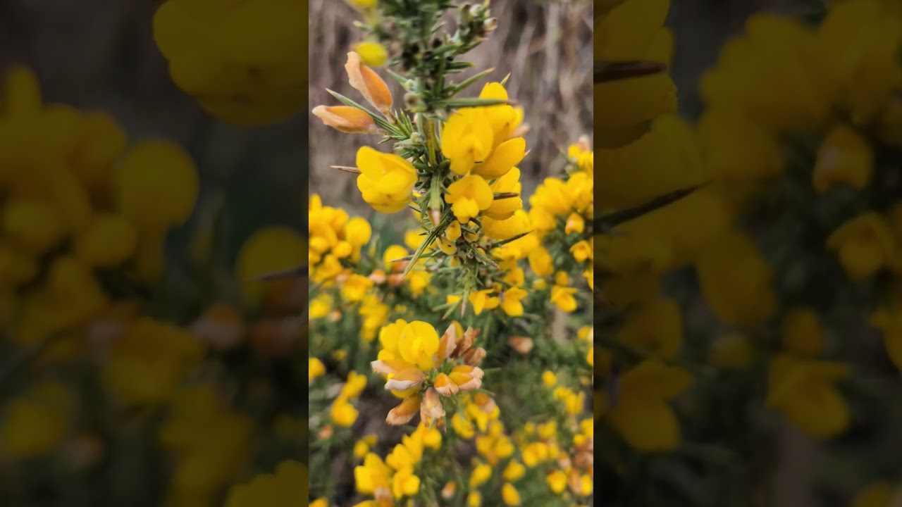 Gorse. 