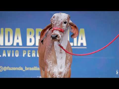 LOTE 28  RRP 9683 Daryna de Brasília
