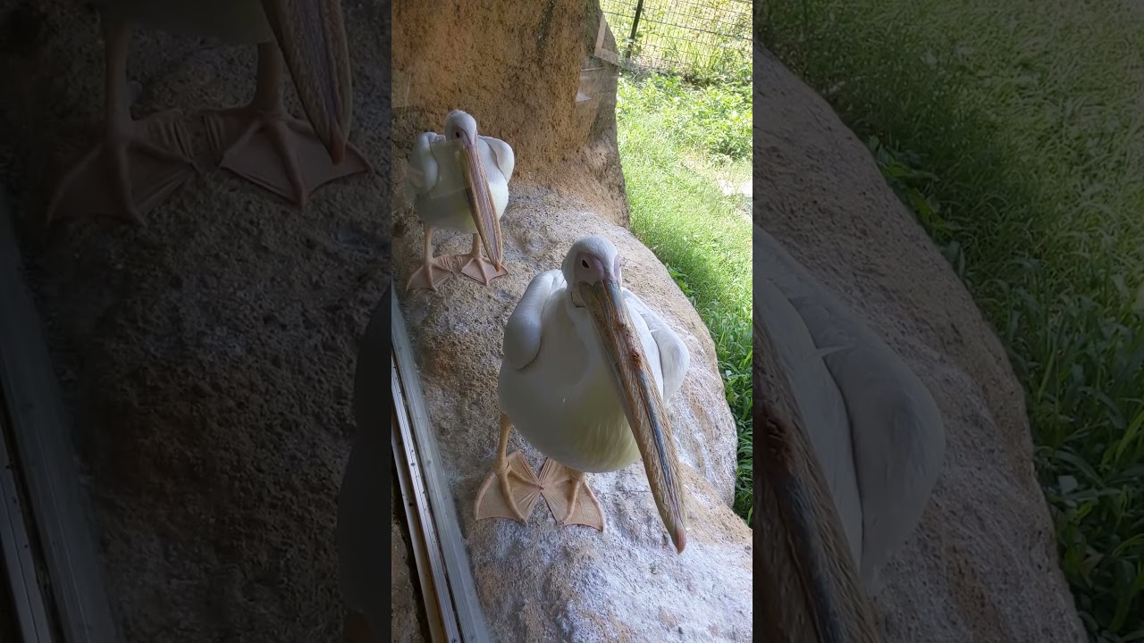 モモイロペリカンの絵画(?) #shorts #モモイロペリカン #whitepelican #のんほいパーク #豊橋総合動植物公園 #豊橋 #愛知 #zoo #animal
