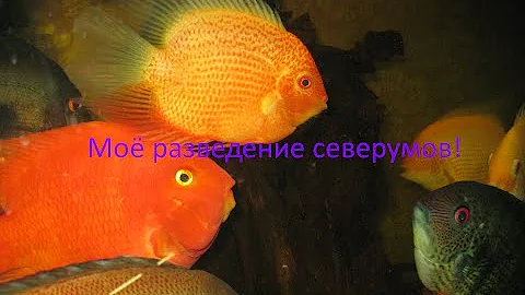 Моё разведение северумов.Часть 2.