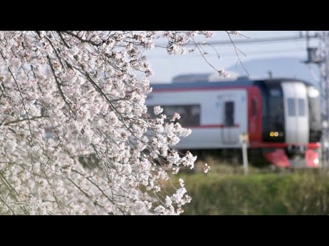 【鉄道PV】#サビだけ鉄道PVシリーズ 百満開花 名鉄×桜