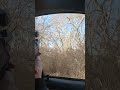 Эдган Леля 6.35 .    Птичий грип ,на крищение