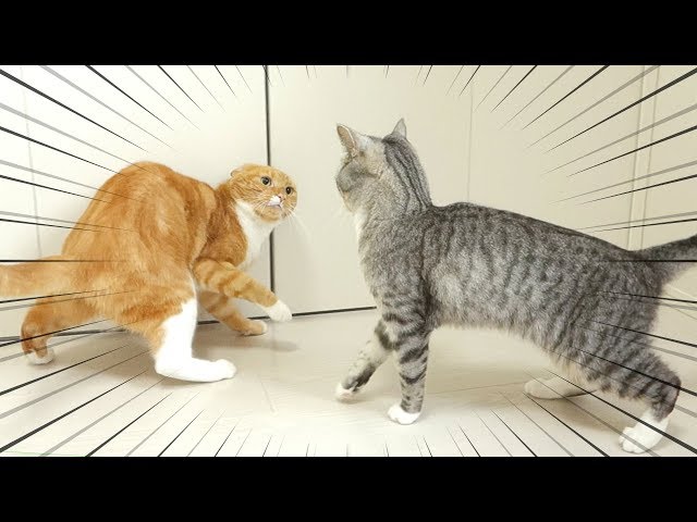 猫ズの本気の喧嘩は、むしろ可愛い / serious cat fighting rather looks cute