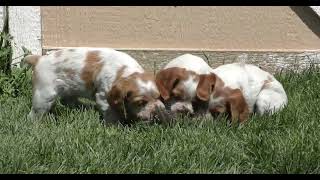 First Quail Encounter! | 6WeekOld French Brittany Puppies in Training