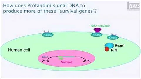 How does Protandim work?