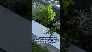 Policija Uhitila Ženu Koja Je Krala Na Groblju