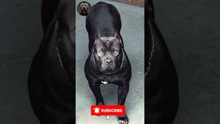 Pitbull Dog Transformation Puppy To Powerful Adult