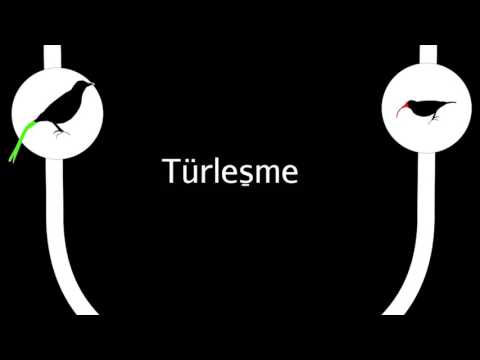 Türleşme ve Ağaç