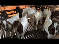 Xong buổi sáng cho bầy dê boer nhỏ!