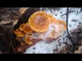 Зимові гриби в Печенізькому лісі грудень 2023р