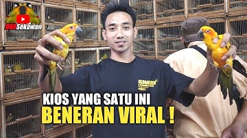 PALING VIRAL ! UPDATE HARGA BURUNG KIOS LANCAR JAYA EDIE JOVANIS PASAR BURUNG PRAMUKA