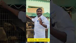 For సేల్స్ : 8501907454 #aseelmarket #roosterfarm #nelloresundaykollamarket #birdsmarket #hensmarket