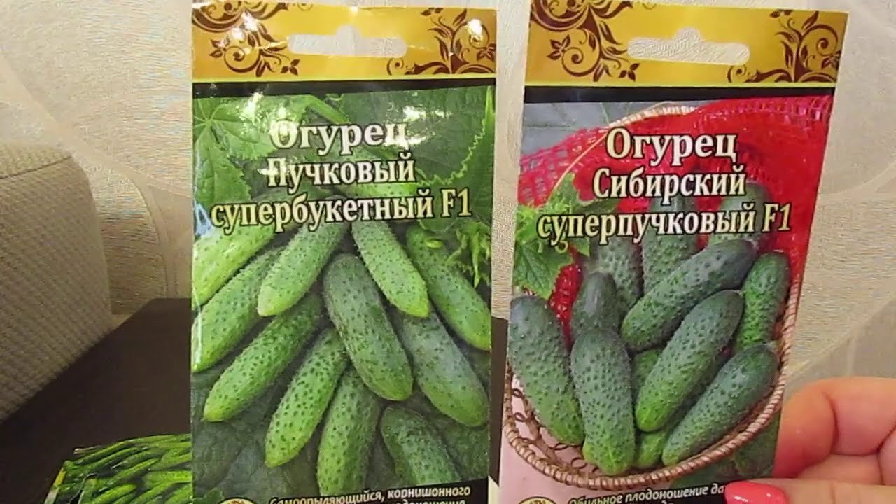 Очень урожайные гибриды огурцов. - YouTube