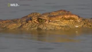 Мир Дикой Природы. Южная Африка.  В Мире Животных  Самый Большой Нильский Крокодил. Nat Geo Wild Hd