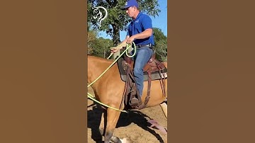 Working On Collection With Your Horse ! Part 13! | The Horse Guru-Michael Gascon