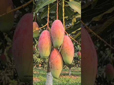 Thai verity clear full mango fruits 🥭 #mango #fruit #shorts