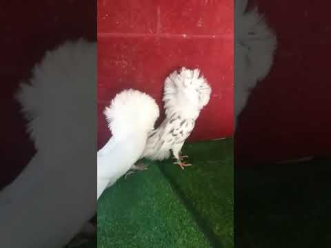 حمام للعرض كوبل كابيتشو  اللهم بارك