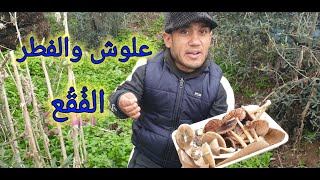 علوش يبحث عن الفطر ويجمعه (الفقع)