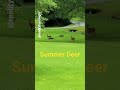 Momma Deer Realityhuntingtv Hunting Deer Fishing Outdoors Moms Momma Deer Realityhuntingtv Hunting Deer Fishing Outdoors Moms