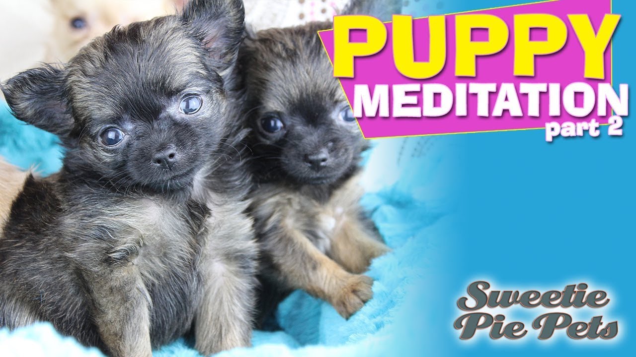 diya tailors Cute puppies with calm, soothing music to relax your spirit | Sweetie Pie Pets