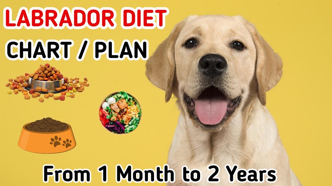Labrador diet chart | Labrador puppy 