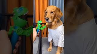 Cute Dog Surprise Song  #shorts  #short  #youtubeshorts