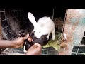 Mating rabbits. Assisted is a successful breeding.