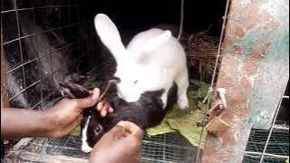 Mating rabbits. Assisted is a successful breeding.