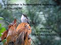 Hummers0911021