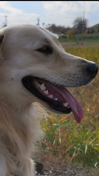 Anyámtól örökölt tériszony - Pajti, a golden retriever #goldenretriever #vicces #kutya