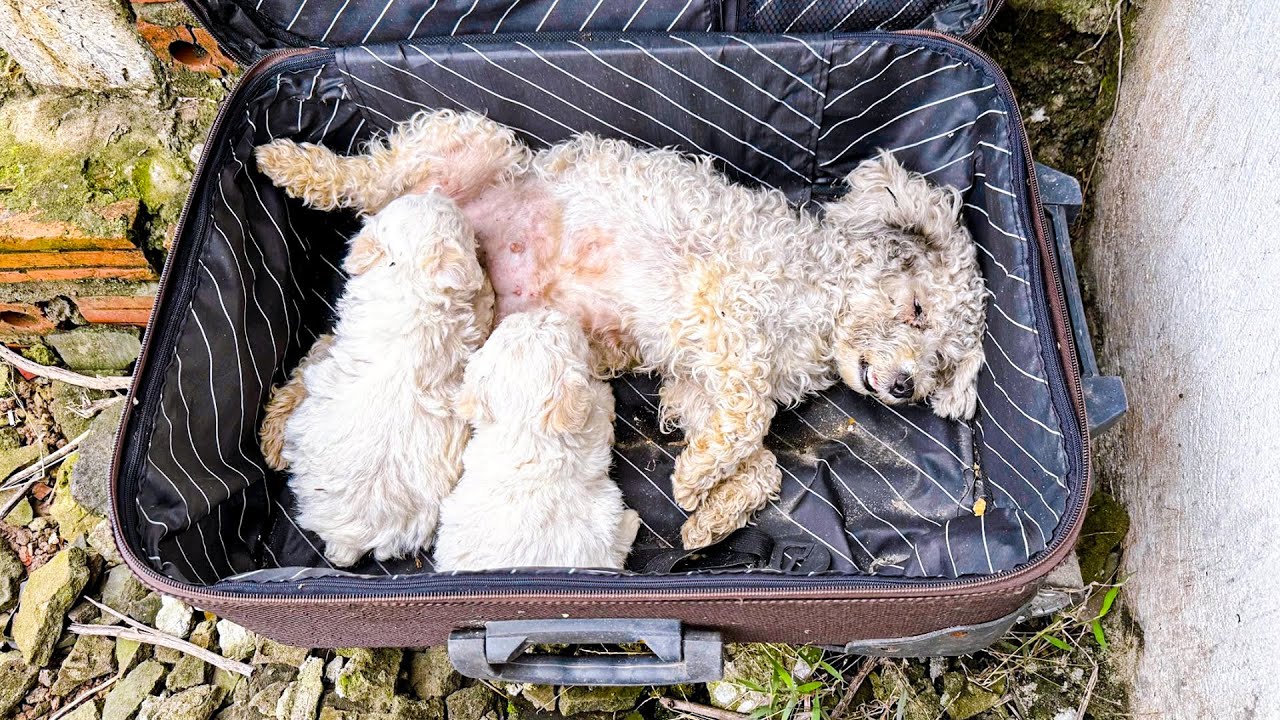 Hope Restored: Stray Dog Family's Journey from Despair to Recovery ...
