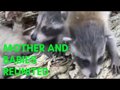 Raccoon Babies and