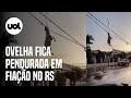 Ciclone no RS: Vídeo mostra ovelha pendurada em fiação após temporal em Muçum