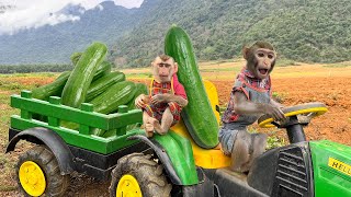 Bim Bim's family harvests cucumbers in the farm