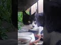 誰か来た? 福猫ふくちゃん lucky stray CAT #straycat #のら猫 #野良猫 #猫動画 #地域猫 #さくらねこ #流浪貓 #流浪猫