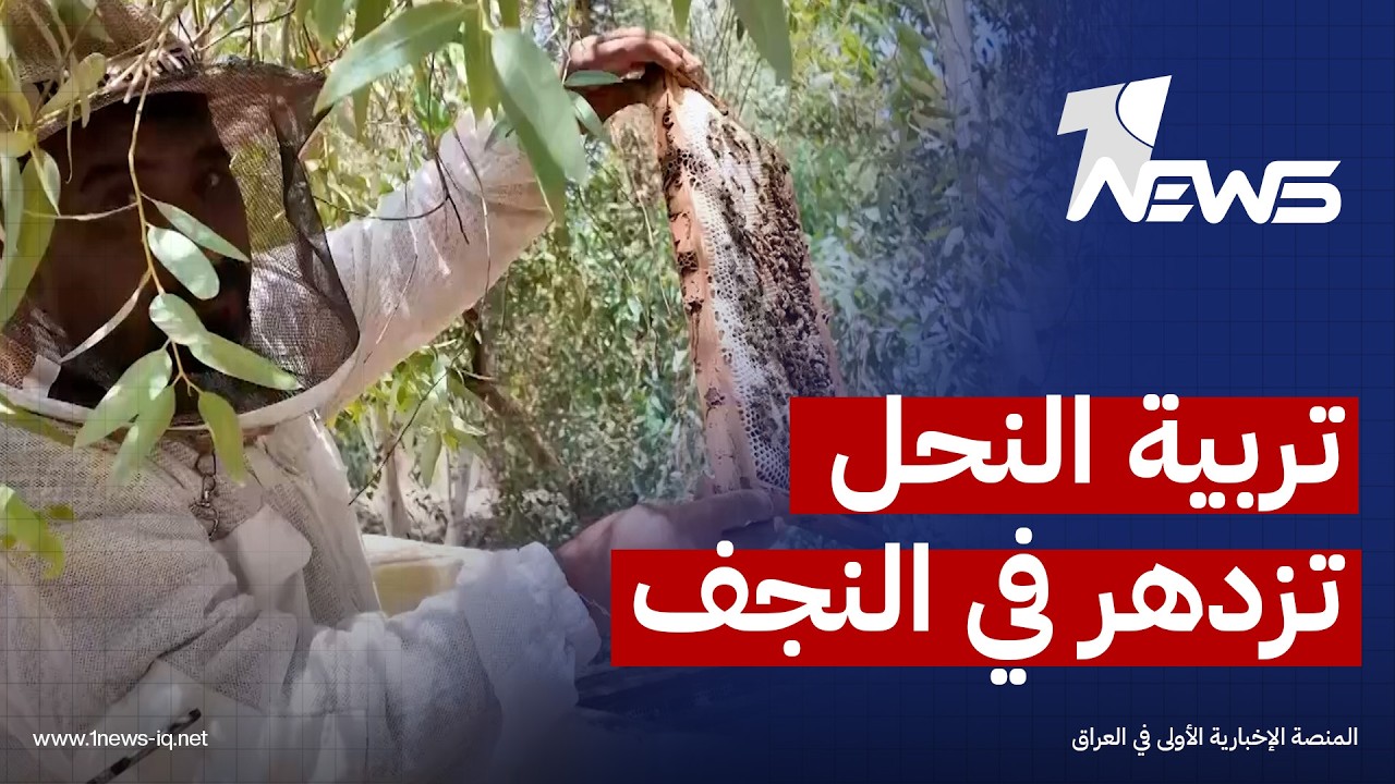 تربية النحل تزدهر في النجف من جديد وإنتاج عسل يحقق قفزة نوعية وكمية بعد موسم أمطار وفير