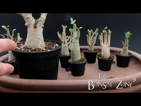 Creating a Desert Rose Bonsai Forest, The Bonsai Zone, March 2022