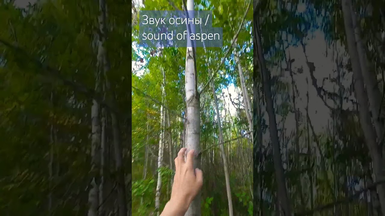 Звук осины / sound of aspen 