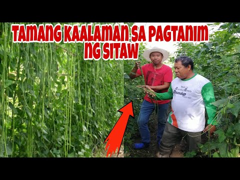 Video: Ano Ang Harvester Beans: Mga Kundisyon Para sa Pagpapalaki ng Harvester Beans