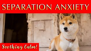Soothing Music for Dogs with Separation Anxiety | Music to Calm