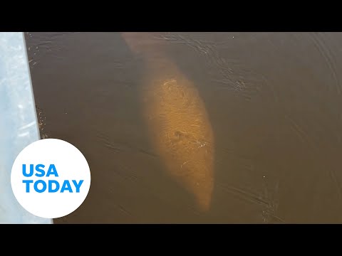 Manatee gets very close to alligator in Florida | USA TODAY