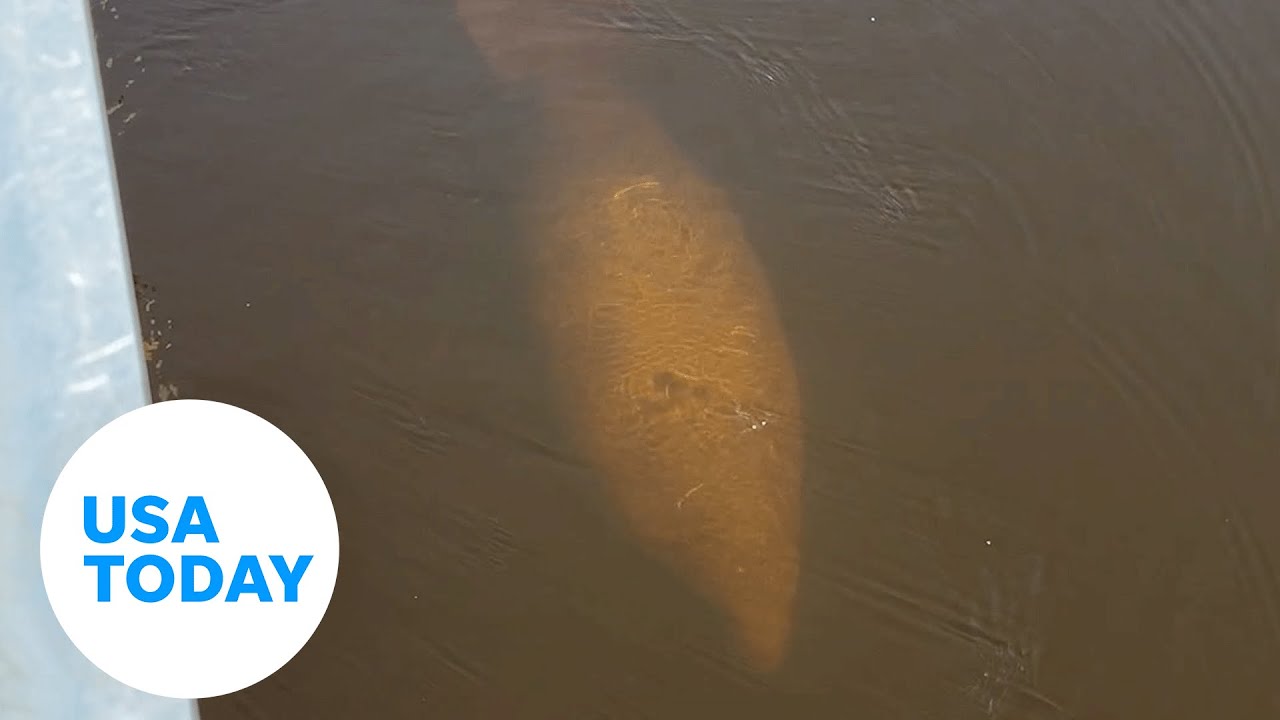 Manatee gets very close to alligator in Florida | USA TODAY