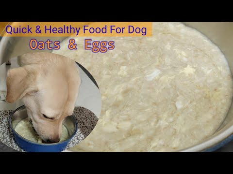 वीडियो: कुत्तों के लिए पौष्टिक दलिया पकाने की विधि