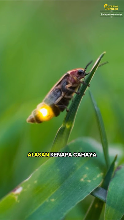 Keajaiban Cahaya Kunang-Kunang #faktahewan
